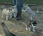 adorables chiots husky de siberien