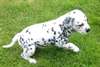A DONNER Chiots dalmatiens LOF