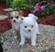 Magnifiques chiots chihuahua disponible