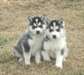 BEAUX CHIOTS SIBERIEN HUSKY DISPONIBILE