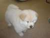 Chiot Chow Chow