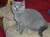 Chatons Brithish short hair