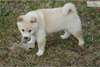 Magnifiques chiots shiba-inu disponible