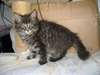 Chatons Maine coon - photo 1