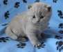 Superbes chatons British Shorthair