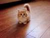 Chatons Munchkin loof