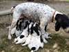 Chiots Braque Allemand