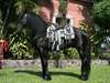 Vends  Chevaux Frison  de 5  ans