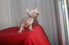 Adorables chatons sphynx
