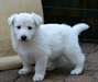 Chiots berger blanc suisse