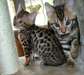 Adorables chatons bengal