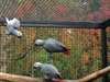 Perroquets gris d'Afrique, Parent Raised,,, - photo 1