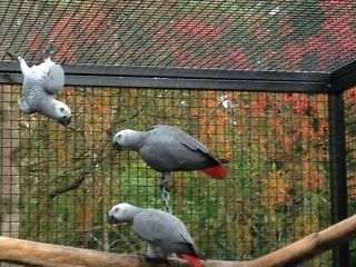Perroquets gris d'Afrique, Parent Raised,,,