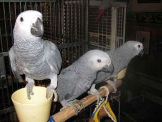 Calao &#224; bec noir perroquets gris africains