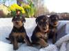 Chiots Airdale Terrier