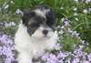 absolument Shih Tzu puppy &#233;tonnantes - photo 1