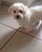 Doux Bichon Frise chiots pour adoption