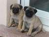 Chiots carlin lof et pour  pug male et femelle