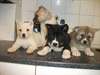 Chiots Akita 2 Hommes 2 Femmes