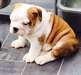 bouledogues anglais a donner contre bons soins