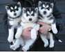 Magnifiques chiots husky siberien disponible