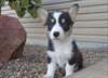 Chiots Pembroke Welsh Corgis