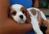 CHIOTS CAVALIER KING DISPONIBILE POUR ADOPTION