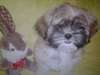 CHIOTS SHIH TZU