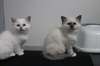 Chaton sacre de birmanie loof