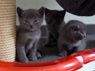 Chatons Chartreux Disponible