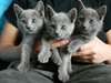 Chatons Bleu Russe