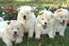 Chiots Chow Chow