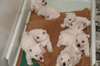 chiots Westy/ West Highland Terrier(Cesar)