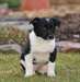Chiots Blue Heeler Mix
