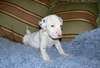 Deux Propres  Dalmatien Chiots