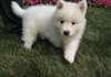 Magnifiques chiots samoyede disponible