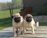 Chiots Carlin Beige