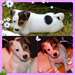 Chiots d'apparence Jack Russell - photo 1