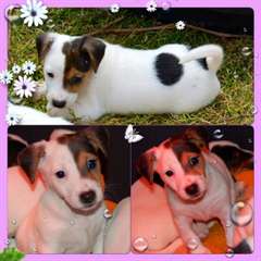 Chiots d'apparence Jack Russell