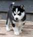 BEAUX CHIOTS SIBERIEN HUSKY DISPONIBILE