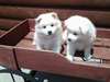 chiots esquimaux Américain