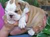 chiots bulldog anglais disponibile pour adoption - photo 1