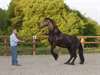 beau cheval fersian à vendre (prix est négociable