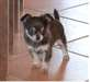 Chihuahua femelle non lof