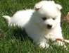 superbes chiots samoyède disponible de suite