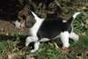 Magnifiques chiots beagle  disponible - photo 1