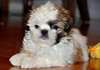 Magnifiques Chiots Shih Tzu Non Lof