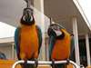Bavard bleu et or Ara Parrots