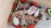 chiots chihuahua miniature poils court