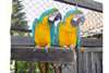 Perroquets africains gris, bleu et jaune aras - photo 2